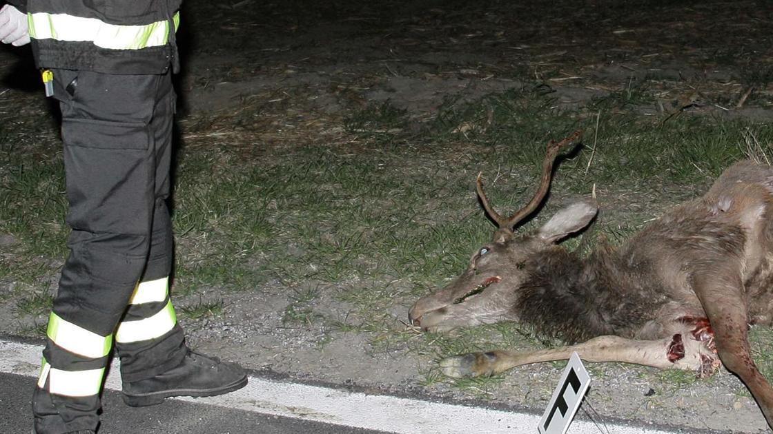 Incidenti con da Ilgiorno.it incidenti con animali i dati sono dimezzati