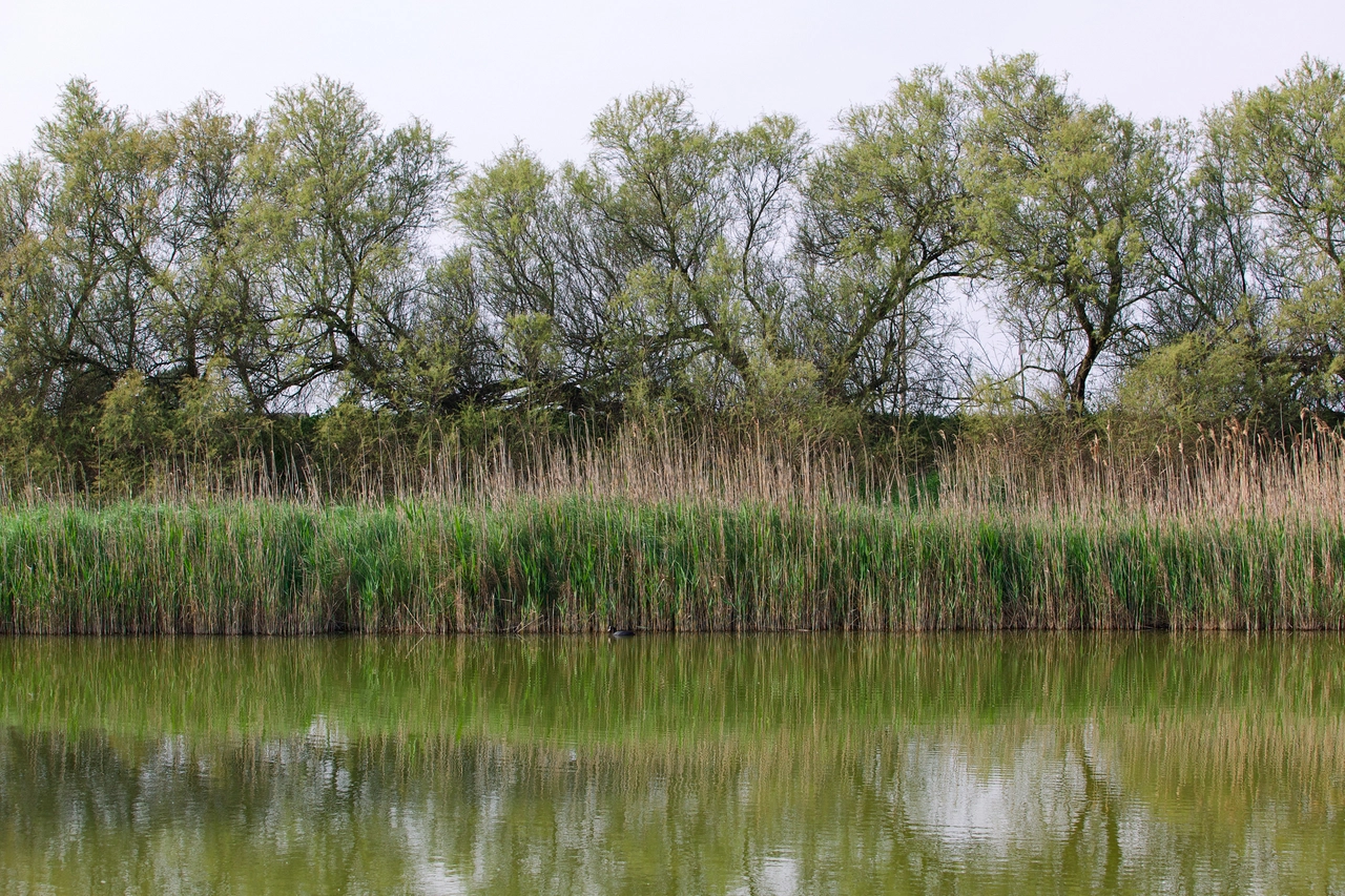 Il cadavere dell'85enne è stato trovato lungo il fiume Po al confine tra Ferrara e Rovigo alle 12 di domenica 9 febbraio
