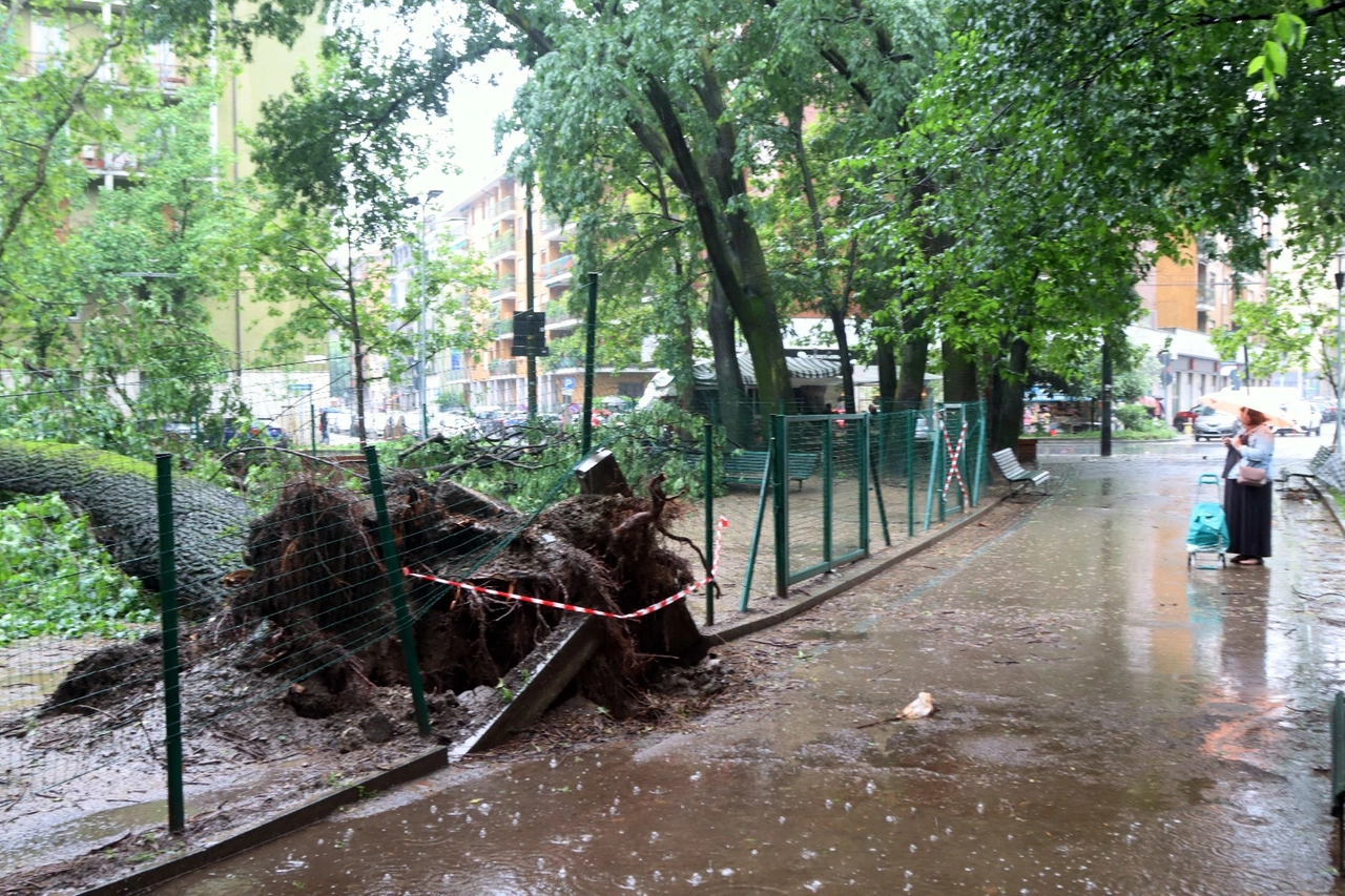 L'albero caduto in piazzale Martini
