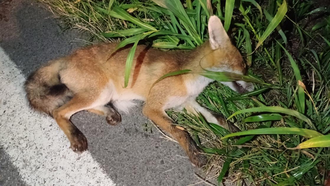 volpe investita da un8217auto a buscate la pattuglia della polizia e i veterinari del wwf le salvano la vita