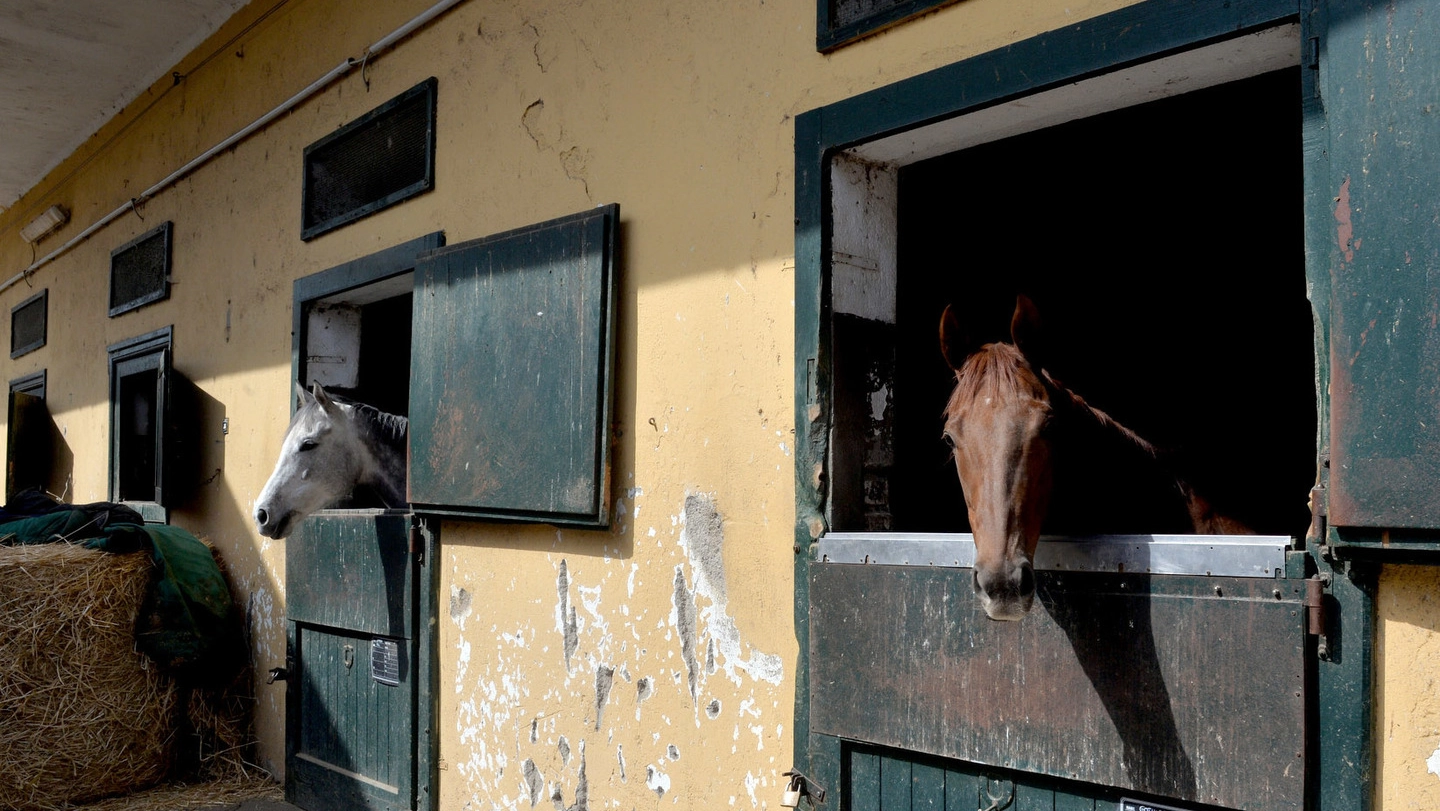 Varese, a rischio oltre 250 cavalli