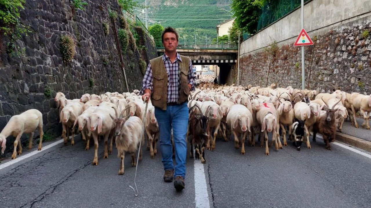 Un gregge di capre e pecore si muove verso gli alpeggi