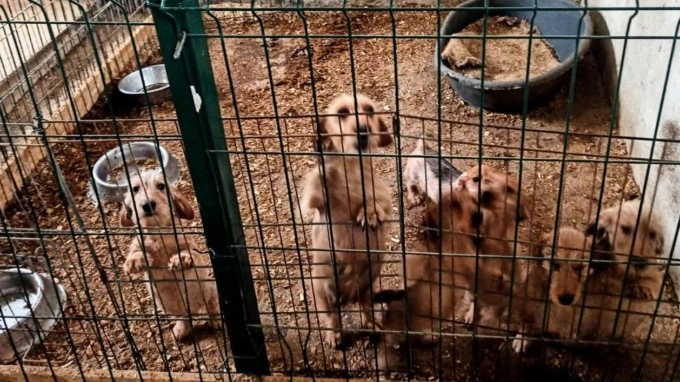 La struttura si trova a Bariano, nella pianura centrale orobica: gli animali erano venduti online con prezzi a partire dai 1.600 euro