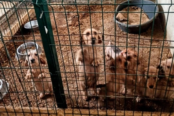 Alcuni dei cani scoperti a Bariano
