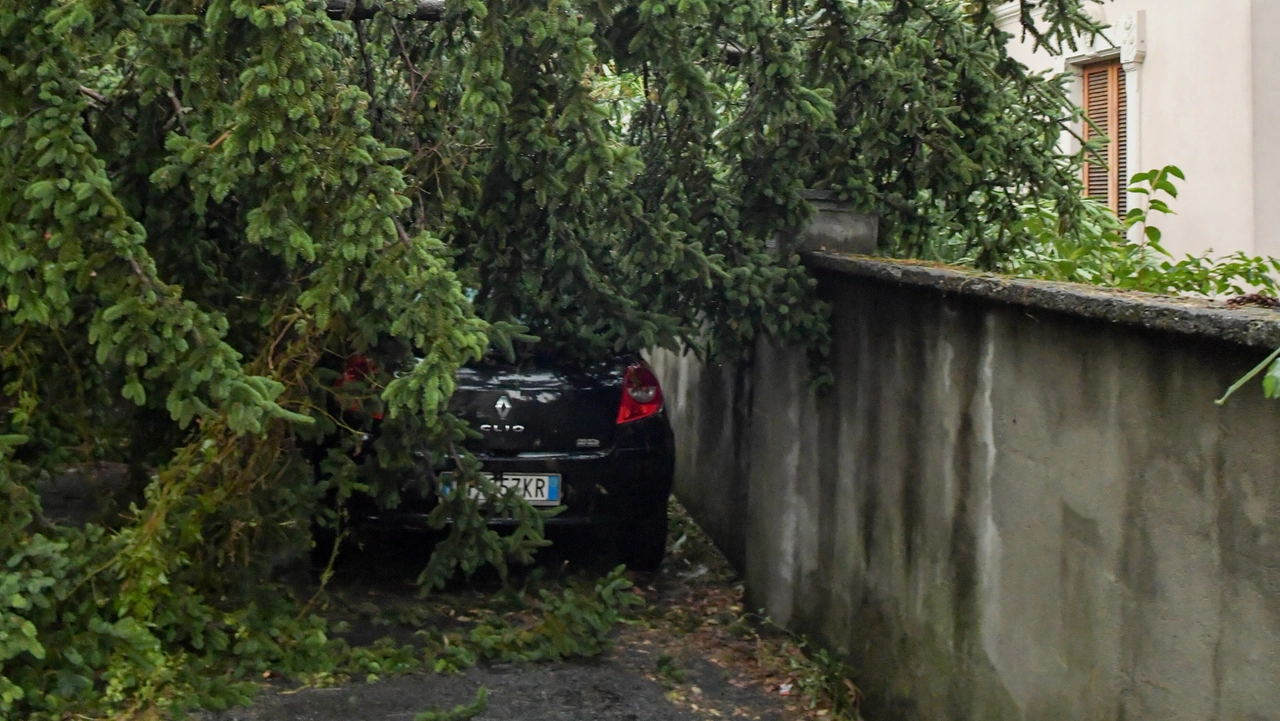 Alberi caduti per il maltempo (foto di archivio)