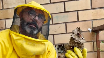 Vespa orientalis, l’espansione in Italia. Nidi d’autunno, cosa sapere