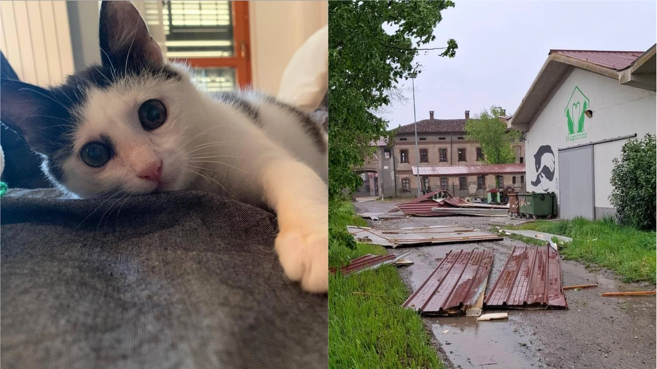 Miagolandia a Mediglia, la tromba d'aria ha distrutto il rifugio ma i gatti stanno bene. Nella foto a sinistra c'è Tony, uno degli ospiti (Foto profilo Facebook)