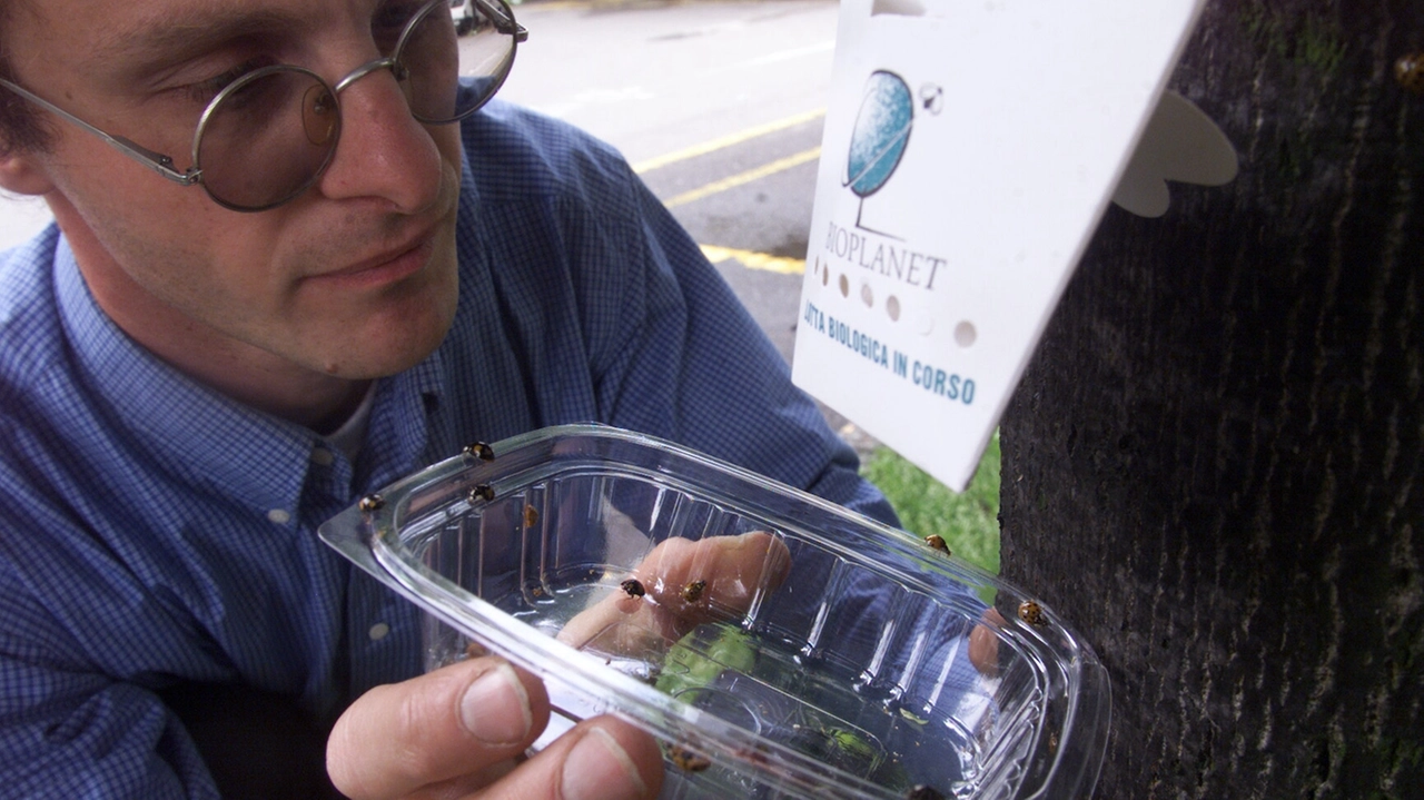 Gli agronomi sfruttano l’appetito delle coccinelle per provare a salvare gli alberi Gli agronomi sfruttano l’appetito delle coccinelle per provare a salvare gli alberi