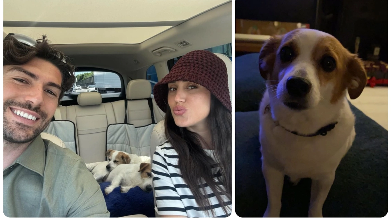 Ignazio Moser e Cecilia Rodriguez con i loro cagnolini e, a destra, Aspirina (Foto profili Instagram)