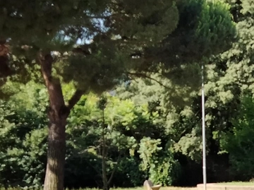 immagine articolo