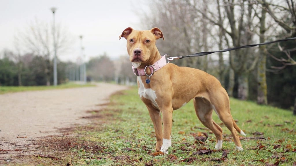 Un american pitbull (Foto archivio)