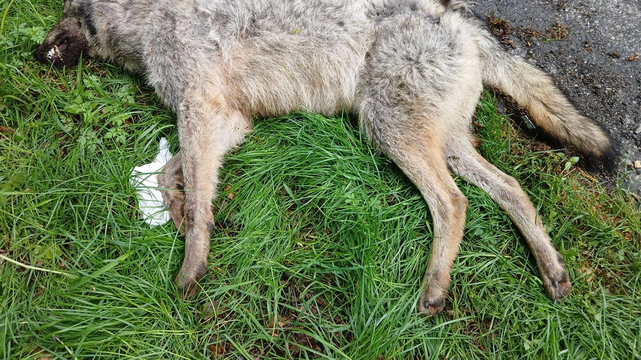 Cernusco Lombardone, esami sull’animale anche se pochi sono i dubbi. Una vettura l’ha investita nel buio lungo la Provinciale numero 54 .