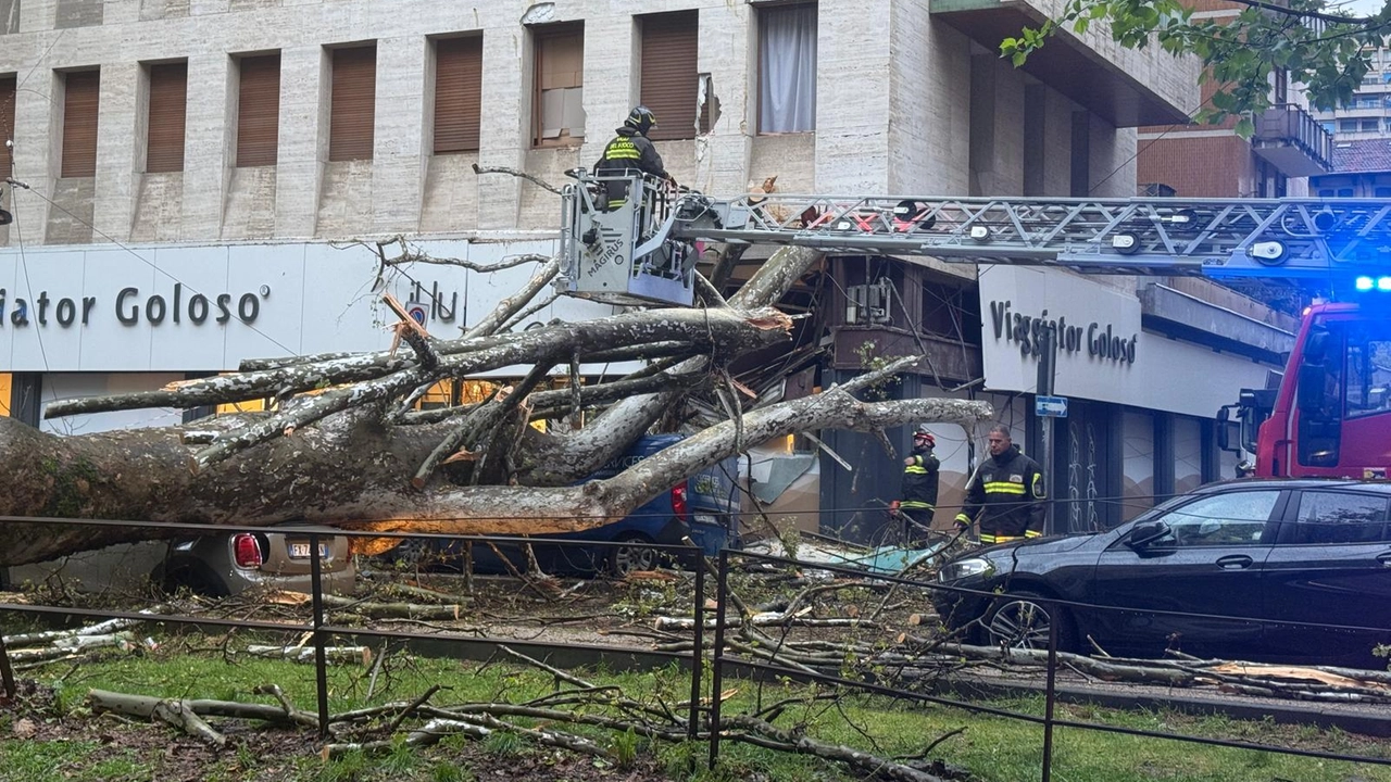 L'albero di grandi dimensioni crollato sui binari del tram in viale Premuda giovedì 17 aprile