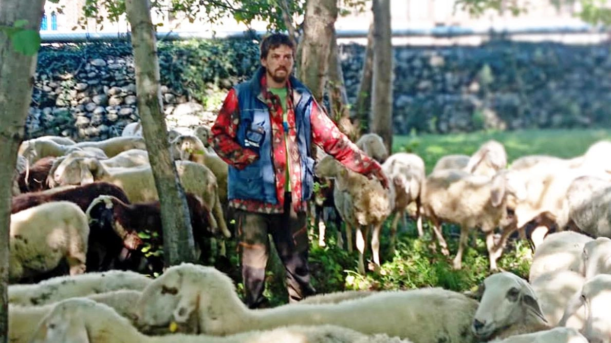 Il pastore Mauro Farina ha perso oltre 500 tra pecore e capre nella transumanza sul Monte Barro Il pastore Mauro Farina ha perso oltre 500 tra pecore e capre nella transumanza sul Monte Barro