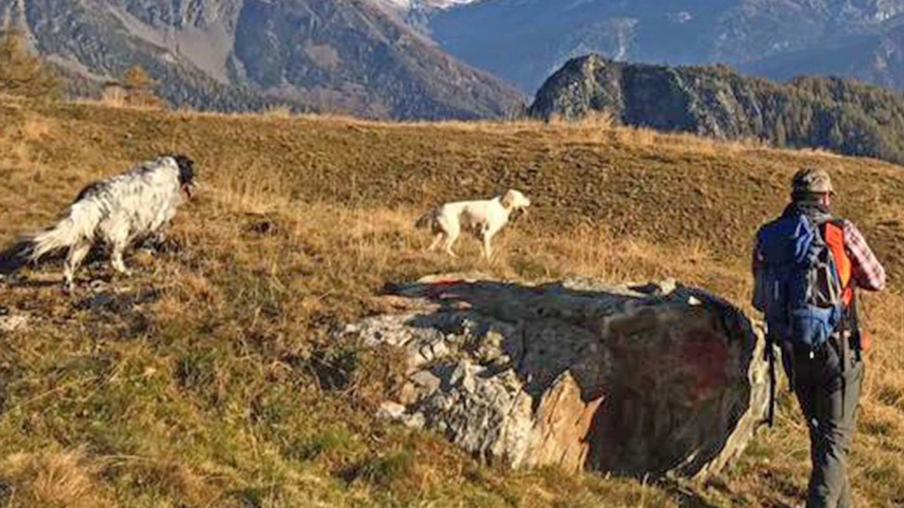 Un cacciatore con due cani addestrati sulle Alpi lombarde Ora è arrivata una stretta per le doppiette Un cacciatore con due cani addestrati sulle Alpi lombarde Ora è arrivata una stretta per le doppiette