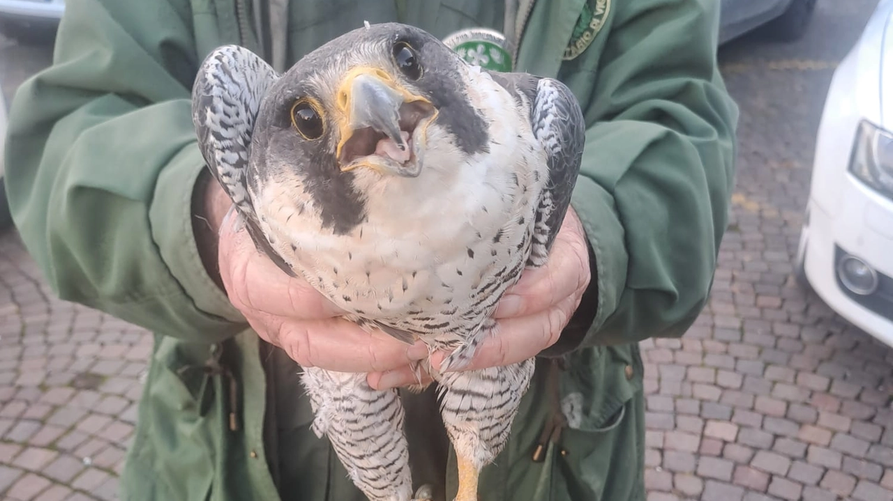 Il falco pellegrino salvato a Somaglia Il falco pellegrino salvato a Somaglia