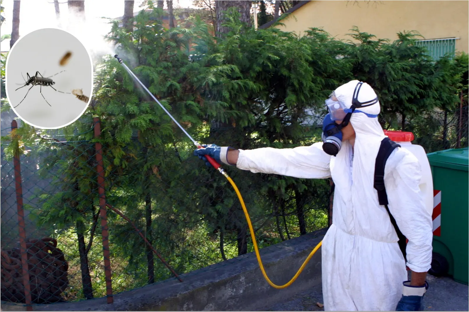 Como, allarme sanitario a Capiago Intimiano per un caso di febbre Dengue: scattano tre giorni di disinfestazione