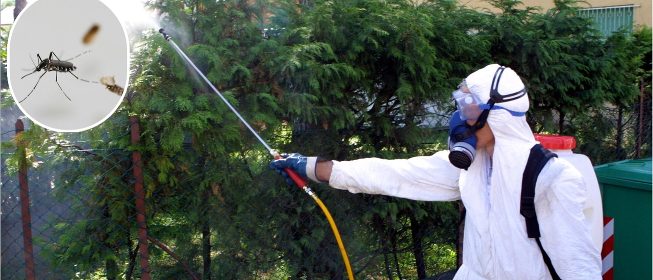 Como, allarme sanitario a Capiago Intimiano per un caso di febbre Dengue: scattano tre giorni di disinfestazione