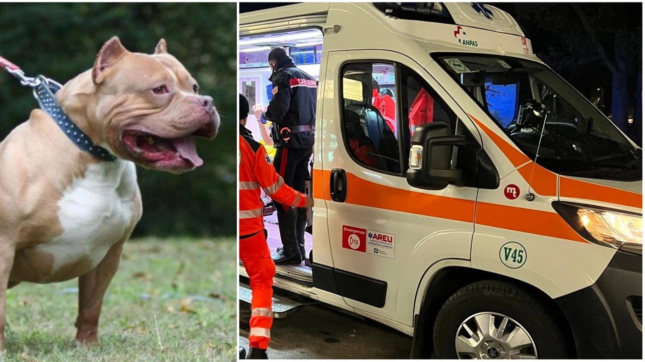 Un pitbull, a destra ambulanza e carabinieri (foto di archivio)