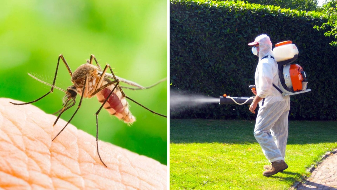 Il virus è portato dalle zanzare Aedes (a sinistra) Il virus è portato dalle zanzare Aedes (a sinistra)