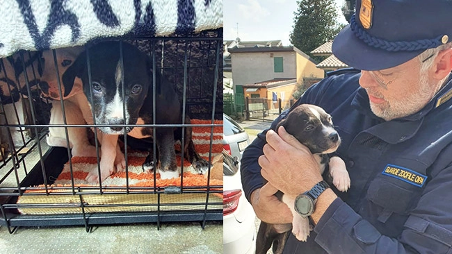 I due cuccioli liberati dalla protezione animale