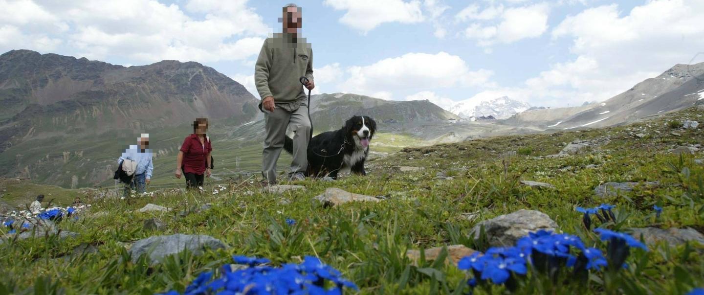 parco dello stelvio nuove regole per la raccolta ecco il vademecum da Ilgiorno.it parco dello stelvio nuove regole per la raccolta ecco il vademecum