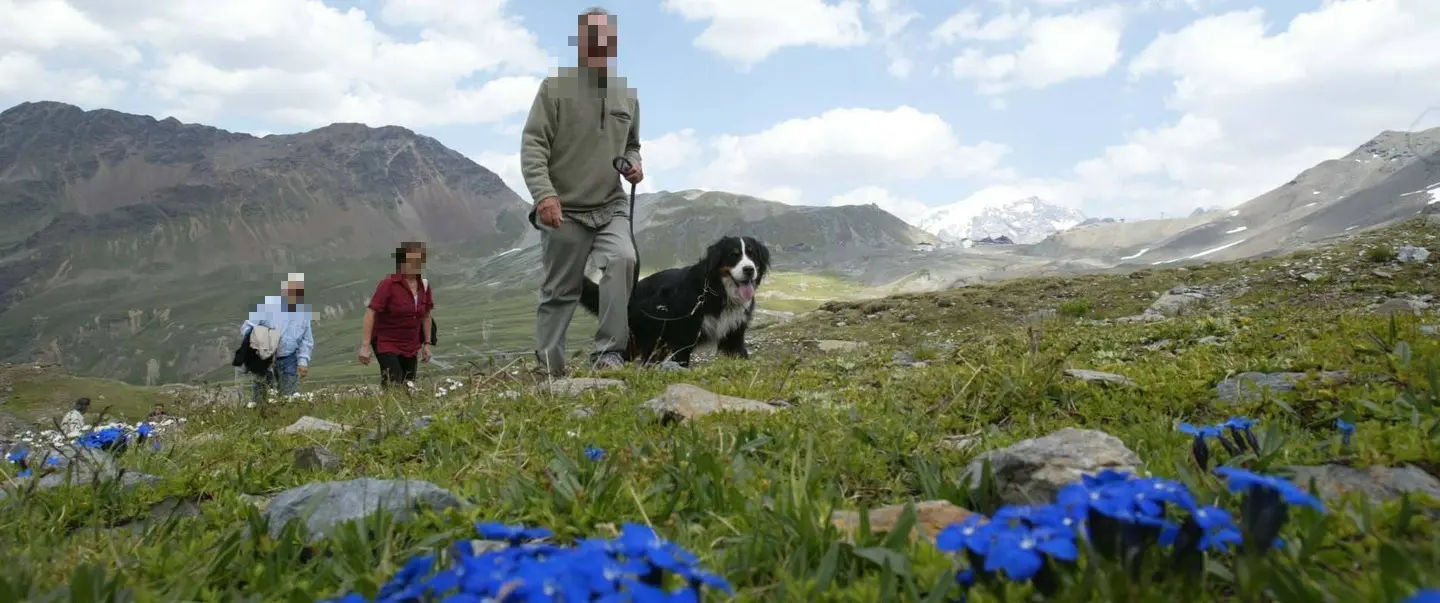 Parco dello Stelvio, nuove regole per la raccolta: ecco il vademecum