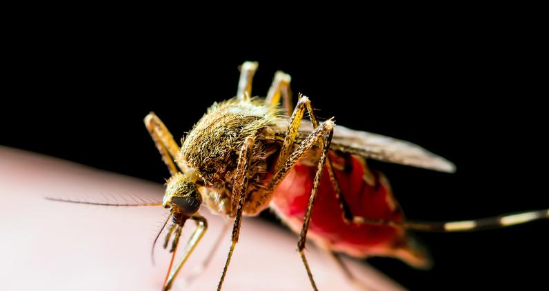 Infezione da West Nile in Lombardia: un ricoverato in provincia di Pavia. Febbre del Nilo e zanzare: sintomi e contagio