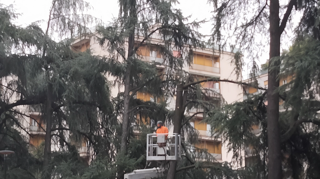 I tecnici hanno cominciato a tagliare gli alberi non ritenuti più sani I tecnici hanno cominciato a tagliare gli alberi non ritenuti più sani