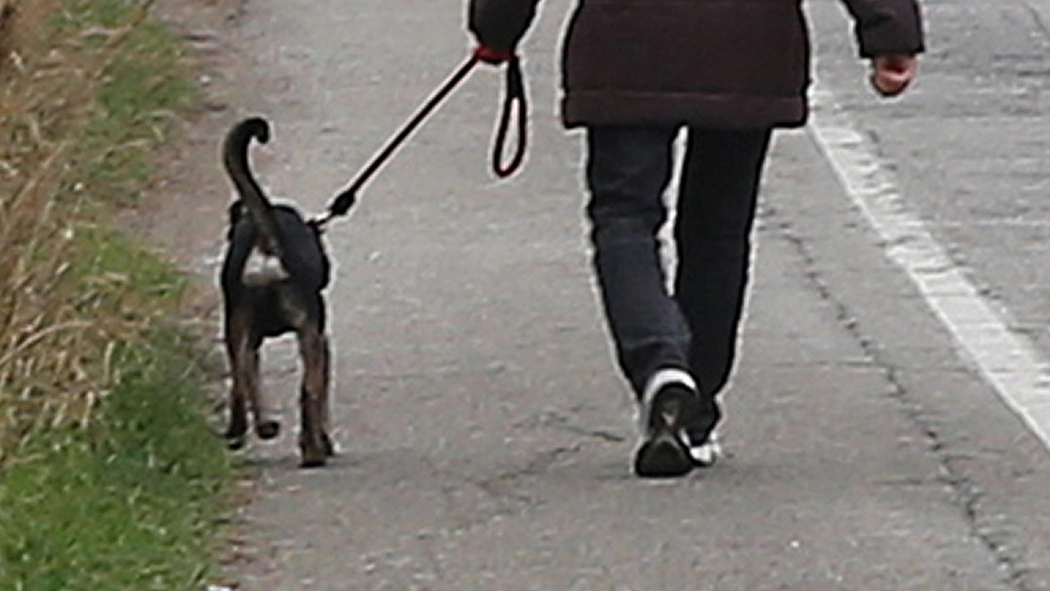 A spasso con il cane (foto repertorio) A spasso con il cane (foto repertorio)