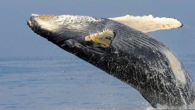 This undated handout picture received from the US National Marines Fisheries Service on July 28, 2015 shows a Humpback whale breaching in Stellwagen Bank in Massachusetts Bay in the US. Humpback whale populations in the waters of Australia have recovered so well from years of devastating whaling that they could be delisted as a threatened species in a conservation success story scientists on July 28, 2015 hailed as "a symbol of hope".  AFP PHOTO / ARI S. FRIEDLAENDER / NATIONAL MARINES FISHERIES SERVICE            --EDITORS NOTE --RESTRICTED TO EDITORIAL USE MANDATORY CREDIT " AFP PHOTO / ARI S. FRIEDLAENDER /  NATIONAL MARINES FISHERIES SERVICE" NO MARKETING NO ADVERTISING CAMPAIGNS - DISTRIBUTED AS A SERVICE TO CLIENTS - NO ARCHIVES