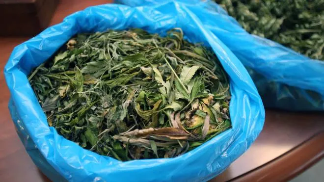 pesaro: operazione carabinieri marjuana coltivazione droghe leggere