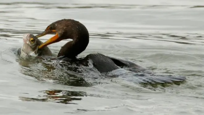A cormorant attempts to ingest a large fish at the Conowingo Dam on the Susquehanna River in Maryland November 26, 2013.  REUTERS/Gary Cameron    (UNITED STATES - Tags: ENVIRONMENT SOCIETY ANIMALS)
