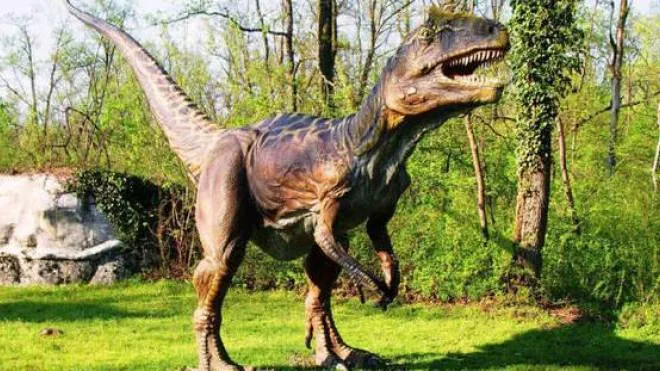 Una riproduzione del “Saltriovenator zanellai”, ribattezzato dopo il ritrovamento nel 1996 il «dinosauro lombardo»