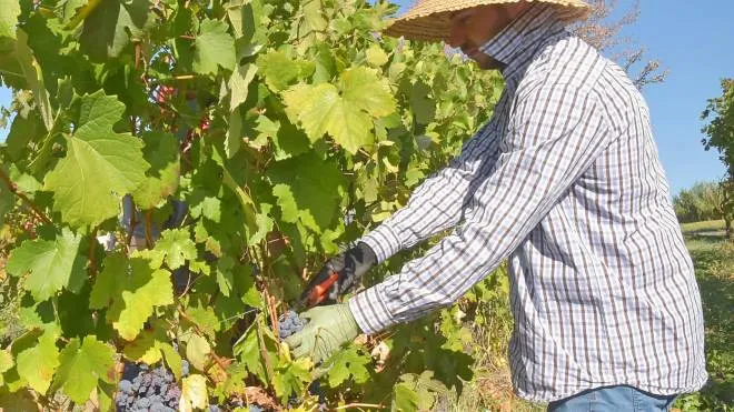 Un momento della vendemmia tra le vigne dell’Oltrepo Pavese