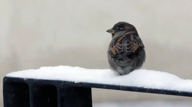 epa03515851 A sparrow looks aside while sitting on a snow covered bench, in Bucharest, Romania, 21 December 2012  EPA/ROBERT GHEMENT