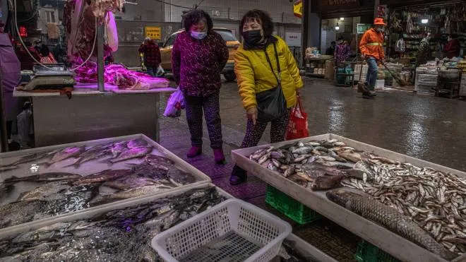 Il mercato del pesce di Wuhan