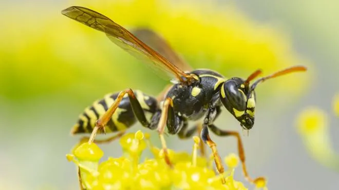 Le vespe meritano la stessa stima che nutriamo verso altri insetti utili