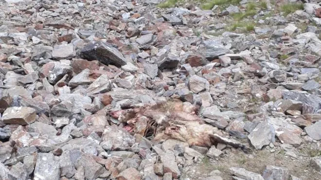 I resti di una delle pecore sbranate dai lupi in Val di Rezzalo nel Parco delle Stelvio