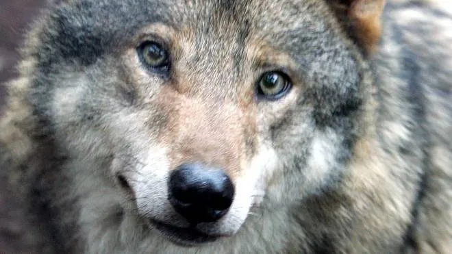 Addio al lupo del Parco del Curone, dopo un anno e mezzo il grande predatore se n’è andato tornando in Alto Lago o nella zona del Ticino da cui era arrivato