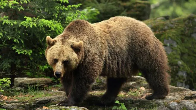 DAM3EH European brown bear (Ursus arctos arctos), on a boulder in forest, Germany, Bavaria, Bavarian Forest National Park orso