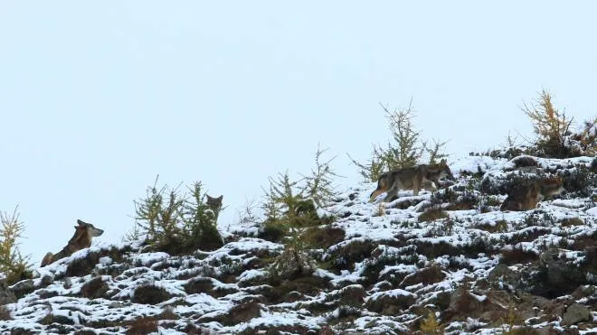 L’avvistamento di un branco di lupi e sotto un orso “catturato“ da una fototrappola