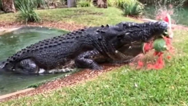 Nessun dramma, un coccodrillo australiano sbrana un'anguria con un morso (Skytg24)