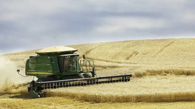 "Morden, Manitoba Canada - August 20, 2011: Harvesting Wheat on the prairies in Canada. A bountiful harvest."