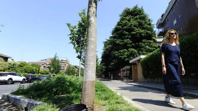 L’albero preso di mira dai vandali in via Di Vittorio, atto non isolato