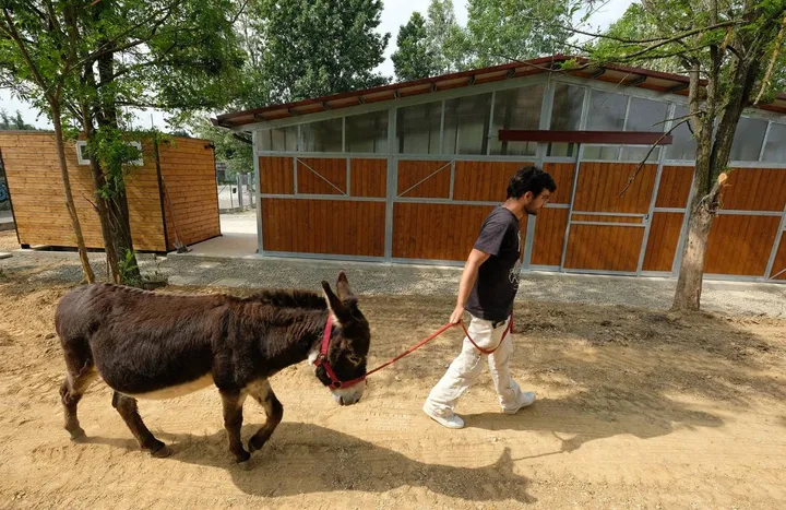 A Mezzago ci sono corsi di equitazione e si curano gli animali