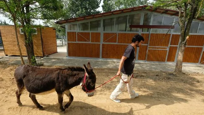 A Mezzago ci sono corsi di equitazione e si curano gli animali