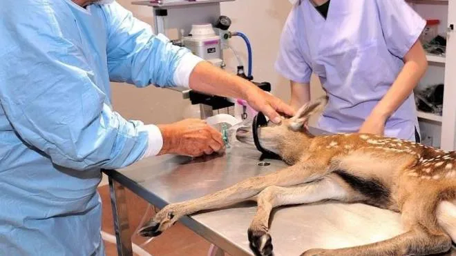 L’operazione al piccolo Bambi L’animale è stato soccorso dai volontari della Leidaa