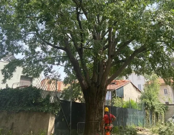 L’intero albero che ha circa settant’anni è stato fissato con tiranti per garantirne la solidità evitando il rischio di caduta