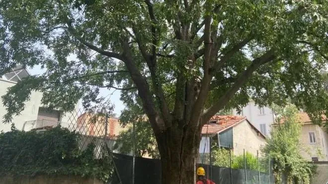 L’intero albero che ha circa settant’anni è stato fissato con tiranti per garantirne la solidità evitando il rischio di caduta
